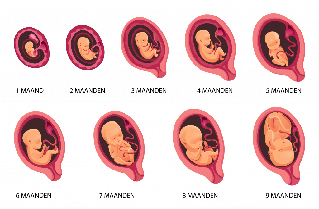 Zwangerschap - ontwikkelingsfases & vervolgcontroles